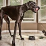 hamgiin-ondor-nohoi-03