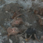 maliin-hulgai-malchin