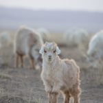 mongol-malchin-hotolbor