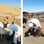 hachgaar-damjih-haldwar-arhangai