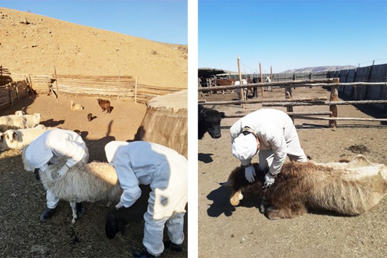 hachgaar-damjih-haldwar-arhangai