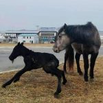 guu-unagalaw-niseh-buudal-02